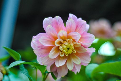 Free Flower Dahlia photo and picture