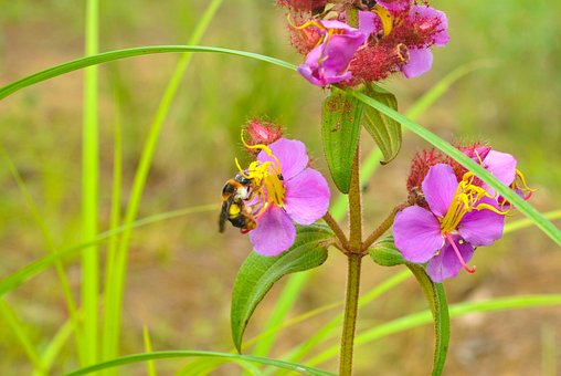 Free Bee Flowers photo and picture