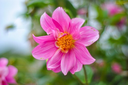 Free Flower Pink Flower photo and picture