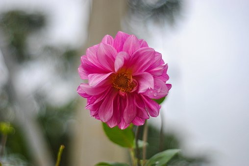 Free Flower Pink Flower photo and picture