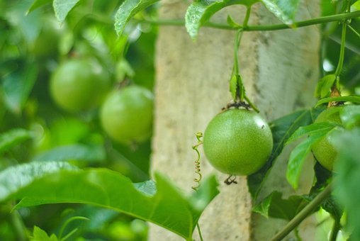Free Fruit Green photo and picture