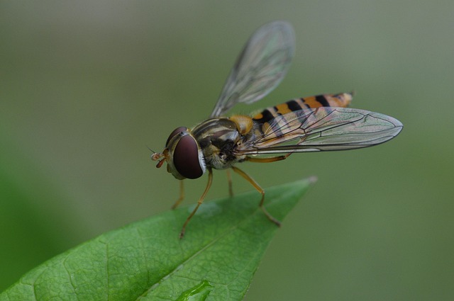 Download free HD stock image of Fly Insect Free Fly Insect photo and picture