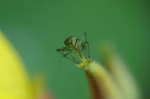 Free Insect Bug photo and picture