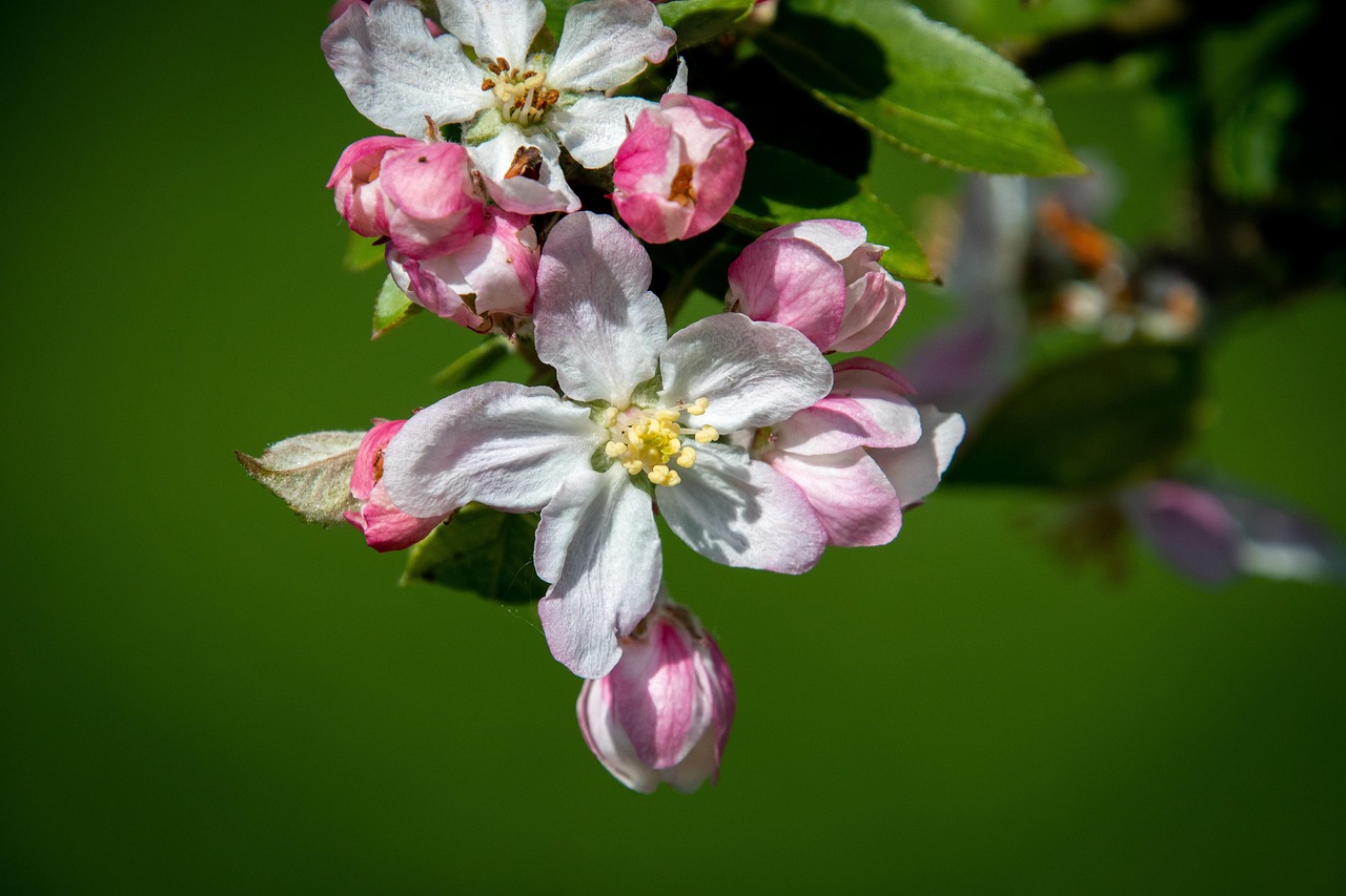 Blossoms Pink Flowers Free photo on Pixabay Pixabay