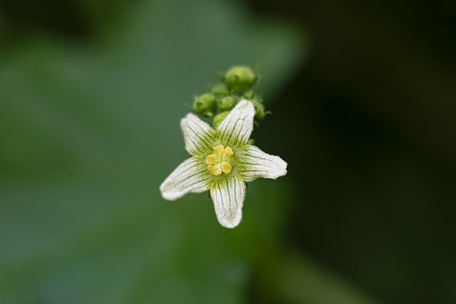 Bryonia, Flor, Papel De Parede De Flores