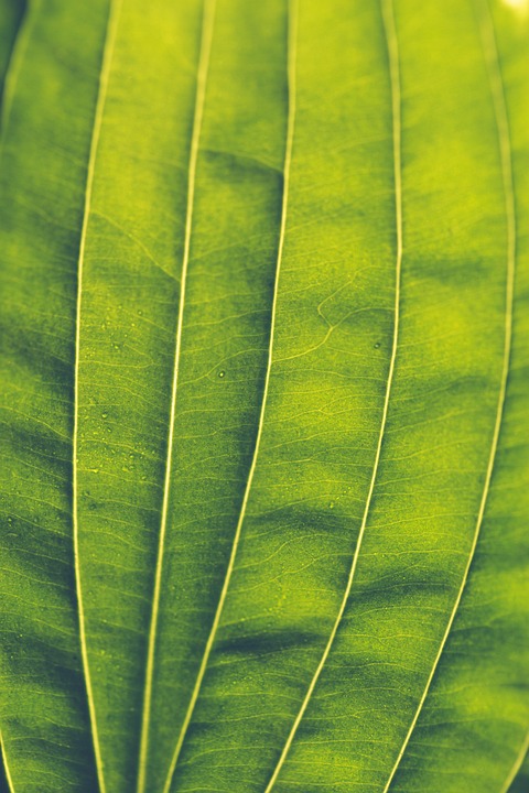 Leaf Plant Close Up - Free photo on Pixabay