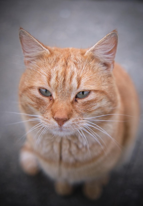 猫 宠物 动物 - Pixabay上的免费照片 - Pixabay