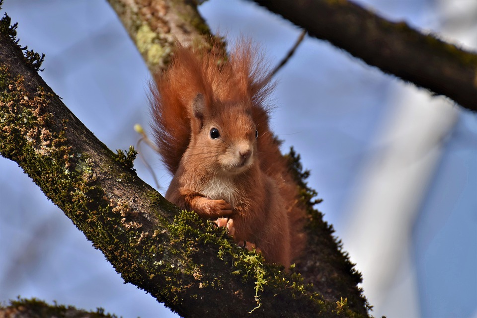 squirrel-7193816_960_720.jpg