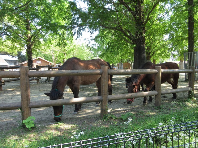 Cheval Ranch Cheval Ranch Naturel - Photo gratuite sur Pixabay - Pixabay