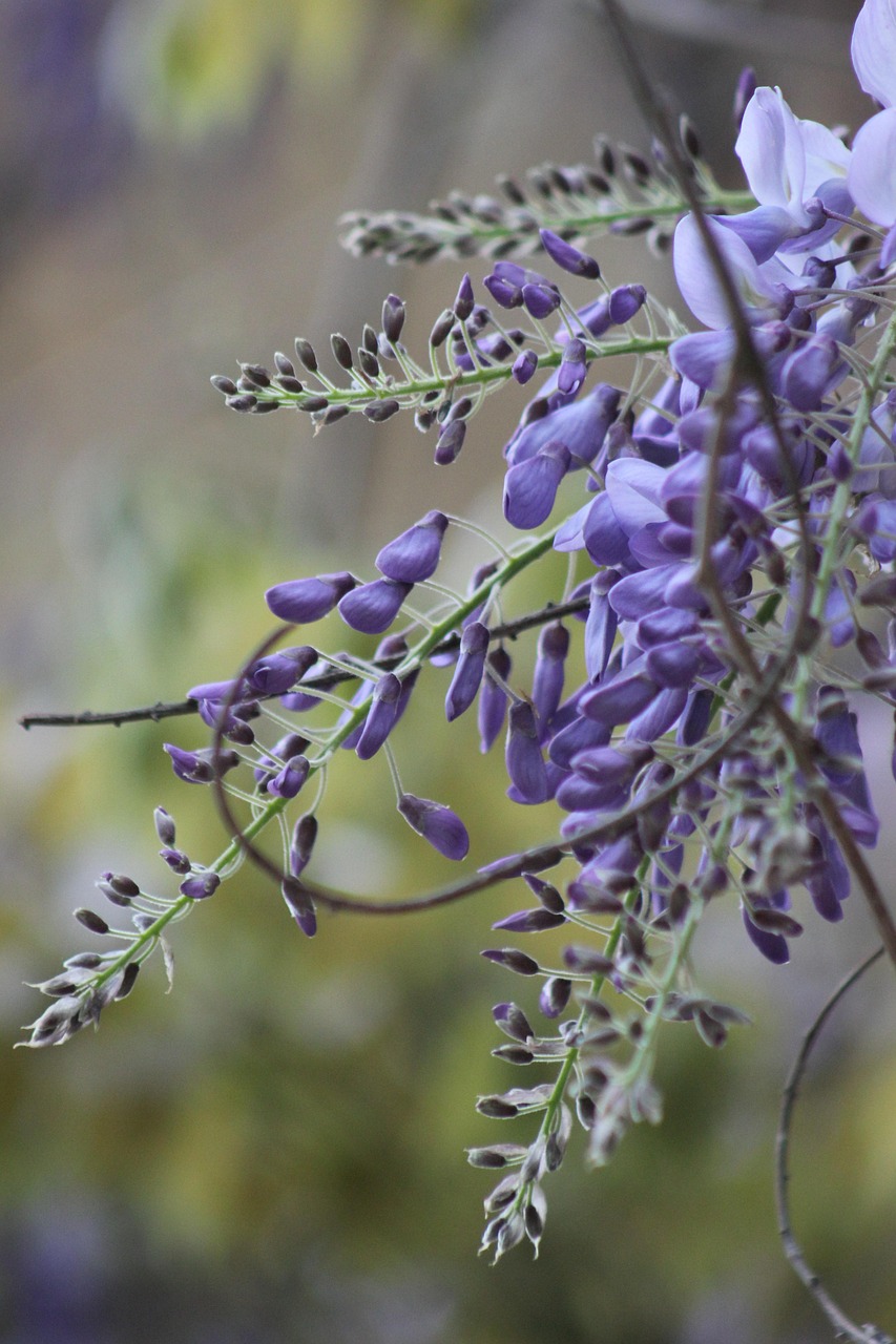 Wisteria Flowers Purple Free photo on Pixabay Pixabay
