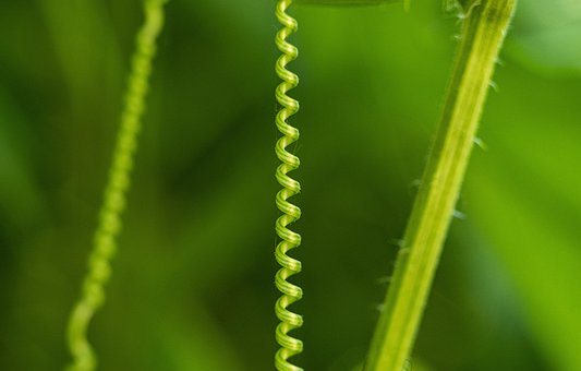Planta, Natureza, Espiral, Fechar-Se