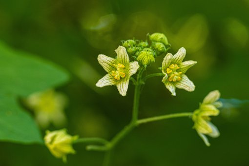 Flores, Bryonia, Jardim, Natureza, Macro