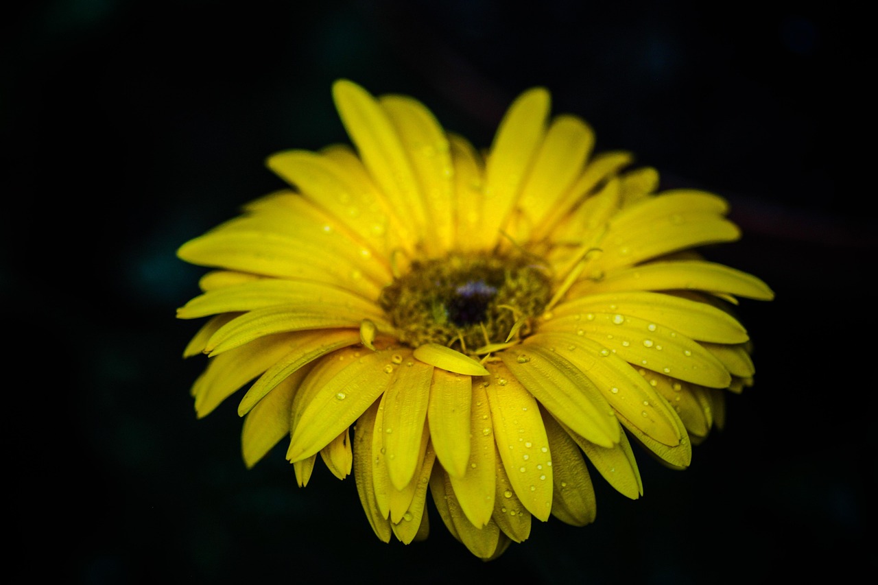 Yellow Flower Barberton Free photo on Pixabay Pixabay