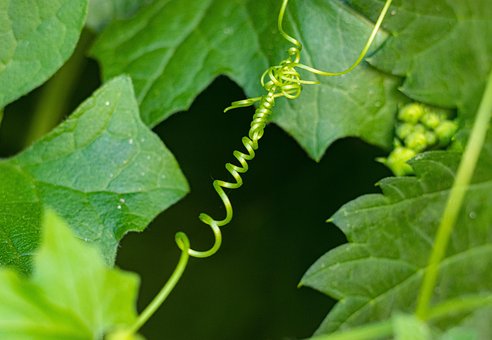 Plantas, Espiral, Natureza, Jardim