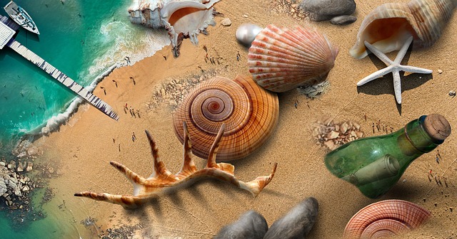 Free beach shells sea illustration