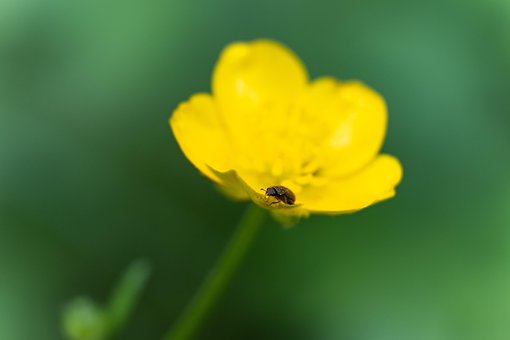 Free Beetle Insect photo and picture