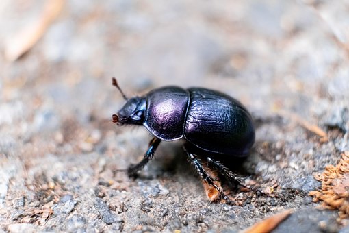 Free Wood Dung Beetle Insect photo and picture