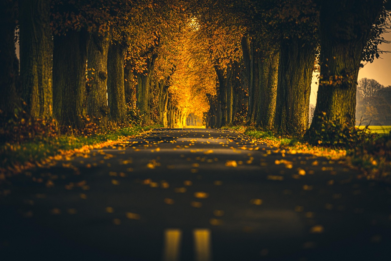 Road - free online jigsaw puzzle photo