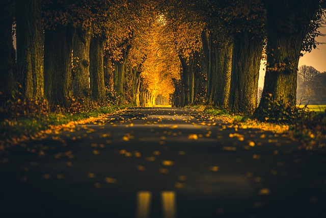 La Carretera, Otoño, Árboles, Montaña