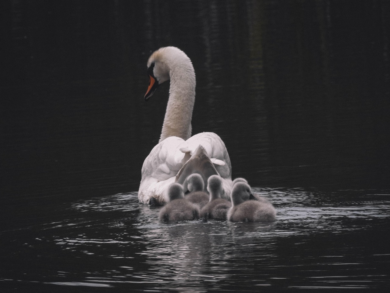 https://cdn.pixabay.com/photo/2022/05/14/08/28/swan-7195170_1280.jpg