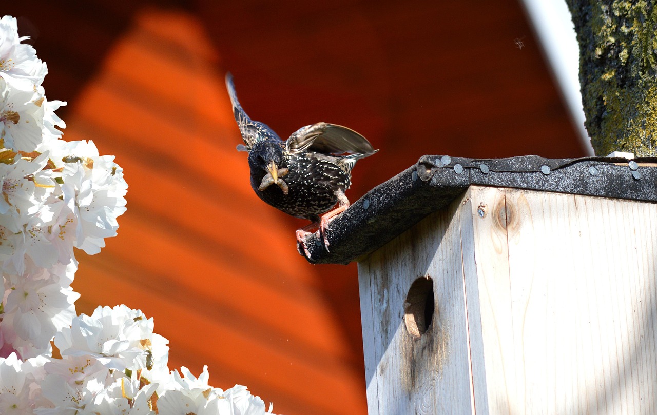 Star Maison D'Oiseau Jardin - Photo gratuite sur Pixabay - Pixabay