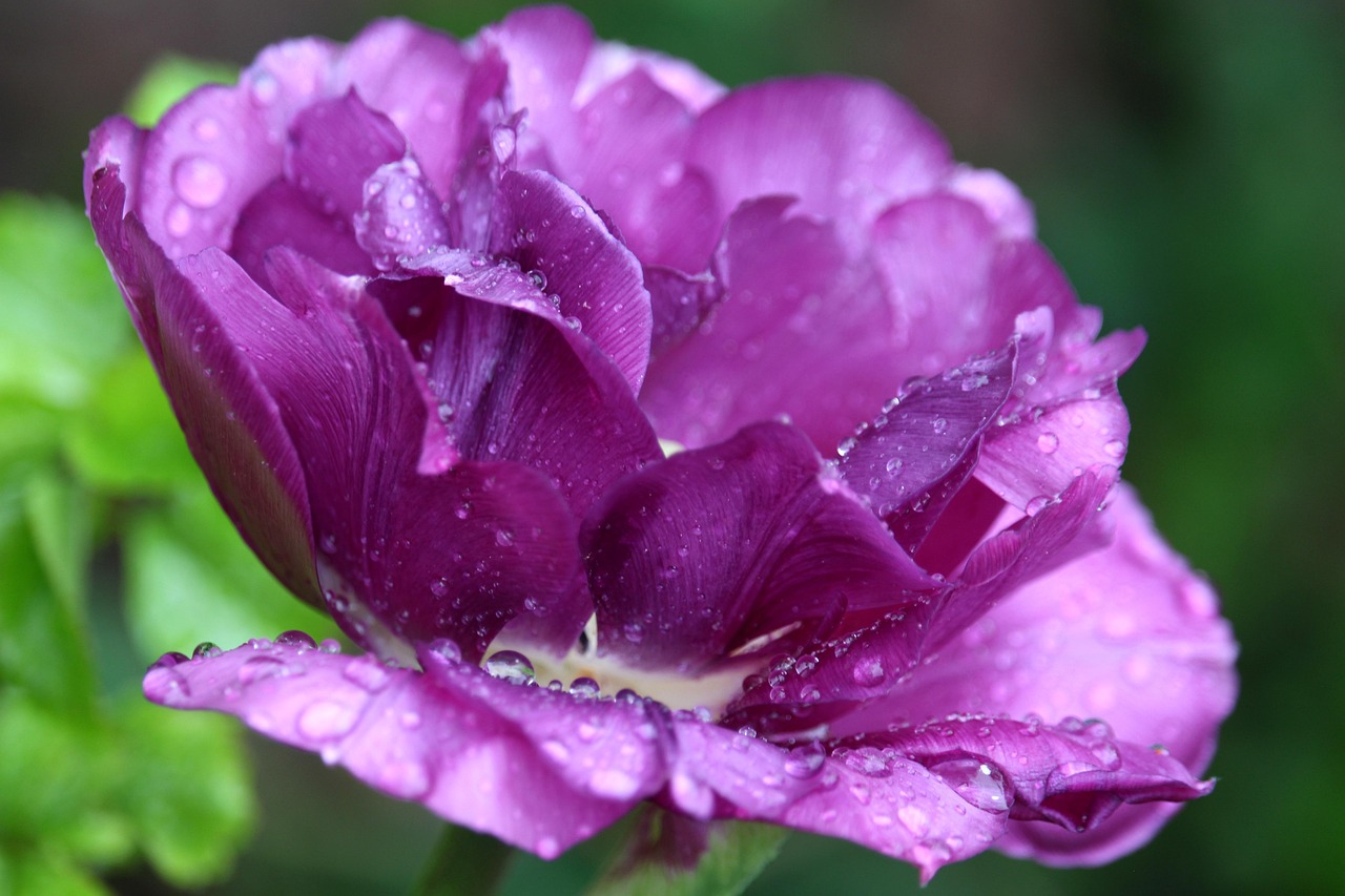 Tulip Flower Plant Free photo on Pixabay Pixabay