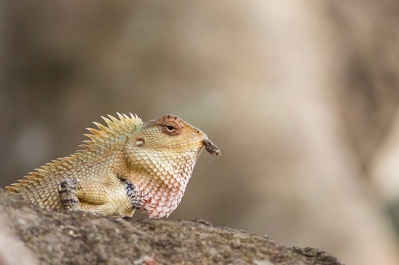 https://cdn.pixabay.com/photo/2022/05/14/12/33/chameleon-7195583_1280.jpg