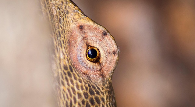 chameleon, eyes, reptile, animal, lizard, nature, wildlife, scales, closeup, portrait