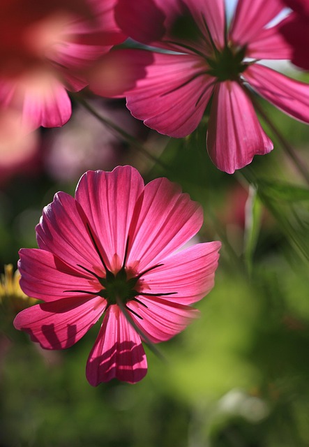 Cosmos Do Jardim, Flores, Planta