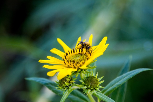 Free Bee Yellow Flower photo and picture