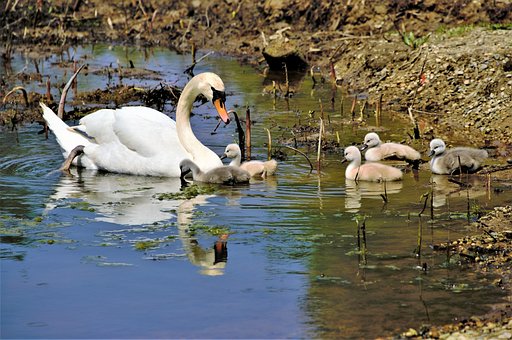 Labute, Cygnets, Vtáky, Zvieratá