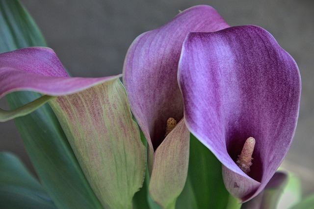 Blume, Frühling, Calla-Lilie, Garten