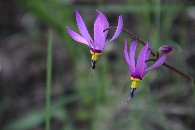 Blumen, Frühling, Wildblumen, Natur