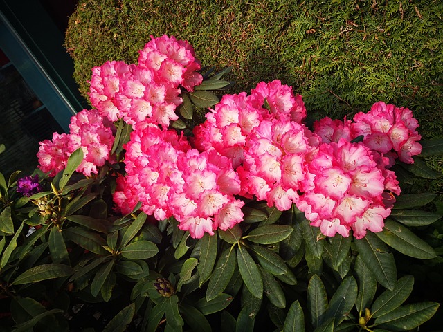 Rød, Blomst, Natur, Have, Rhododendron