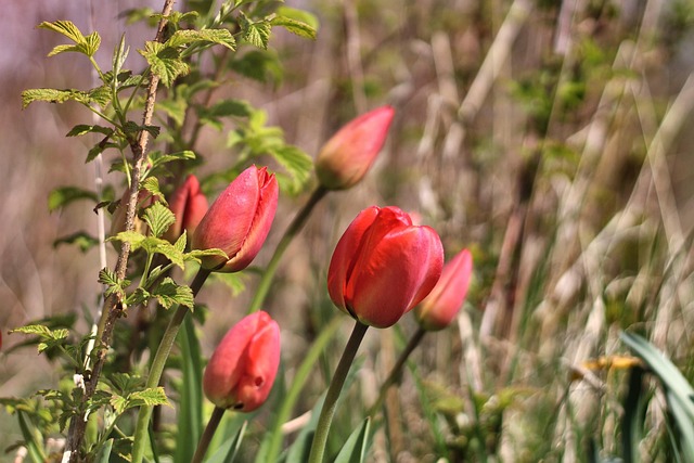 Tulipaner, Blomster, Planter, Natur