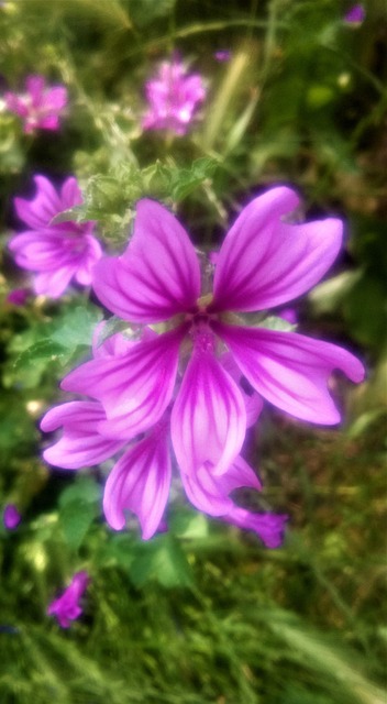 Free Flower Bloom photo and picture