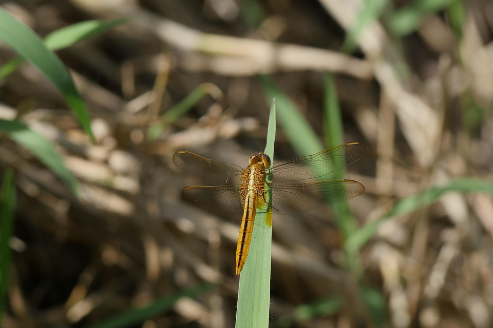 Dragonfly Insect Grass Golden - Free photo on Pixabay - Pixabay
