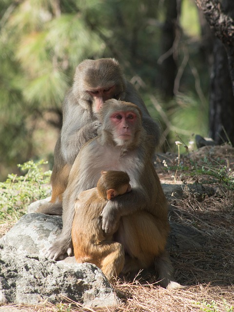 Free Monkeys Family photo and picture