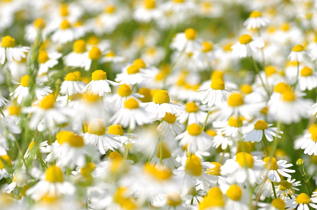 Free Flowers Desktop Backgrounds photo and picture