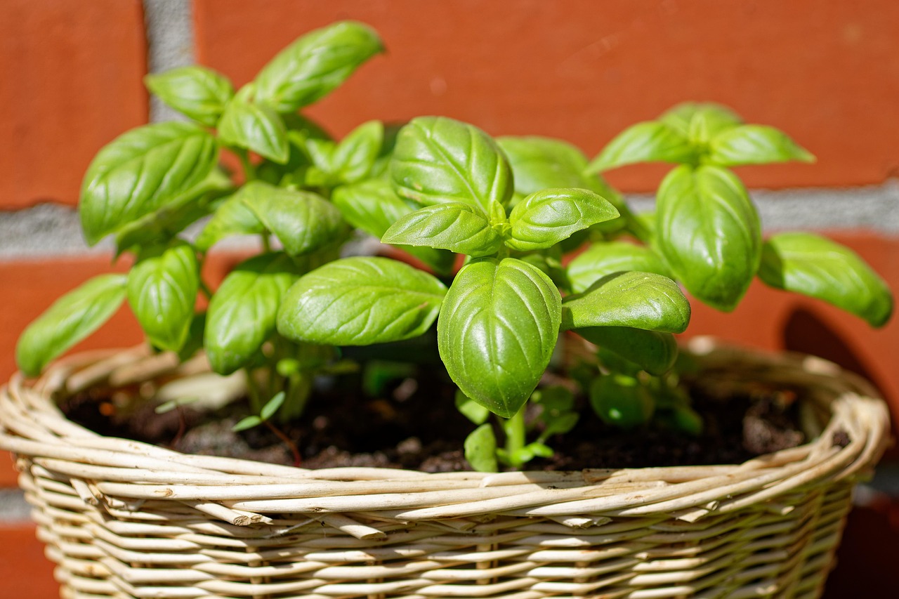 Basil Garden Herbs Free photo on Pixabay Pixabay