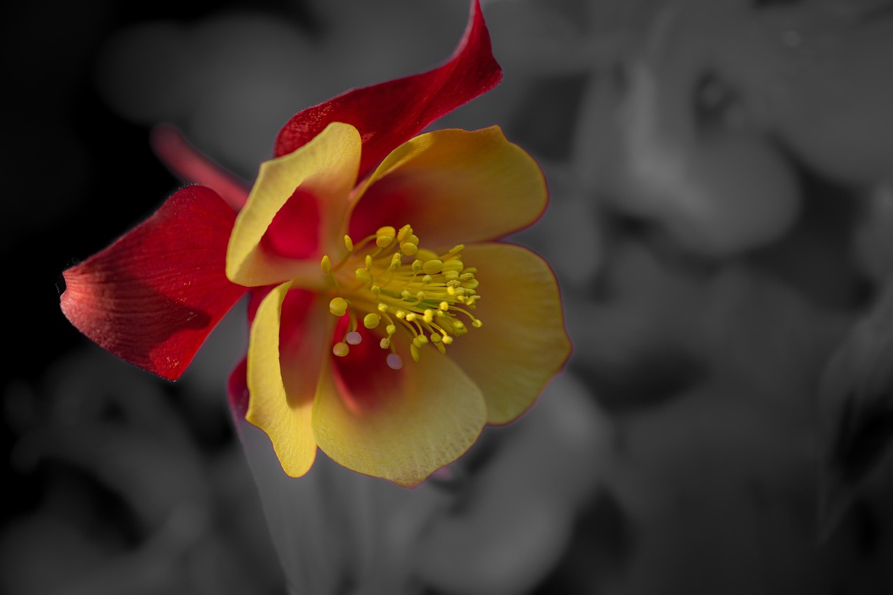Columbine Flower Plant Free photo on Pixabay Pixabay