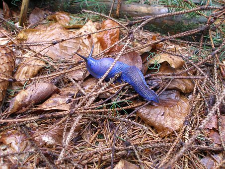Snegl, Skov, Natur, Karpatens Slimhinde