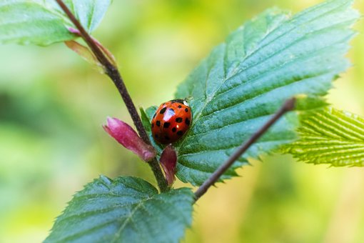 Free Ladybug Insect photo and picture