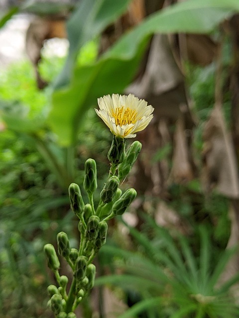 Free Indian Lettuce Flower photo and picture