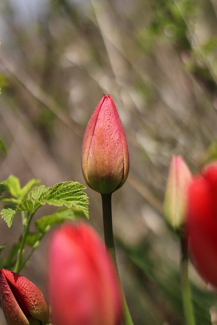 Blomst, Tulipaner, Botanik, Blomstre