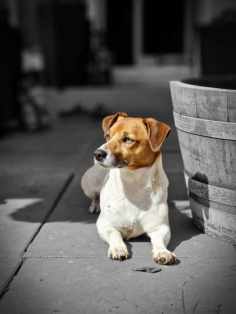 Free Animal Terrier photo and picture