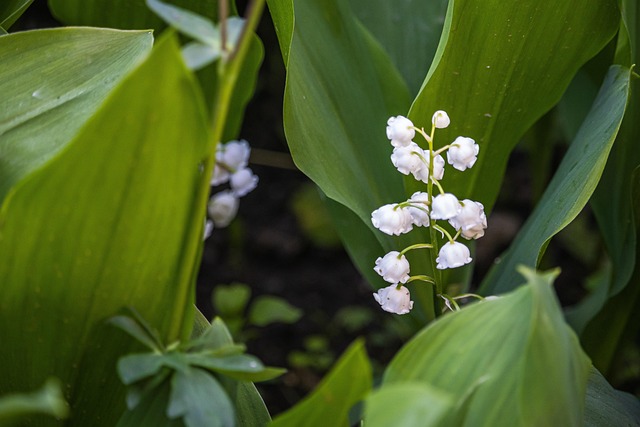 Lily Of The Valley White Flowers - Free photo on Pixabay - Pixabay