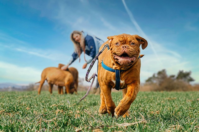 Free animal dog pet illustration
