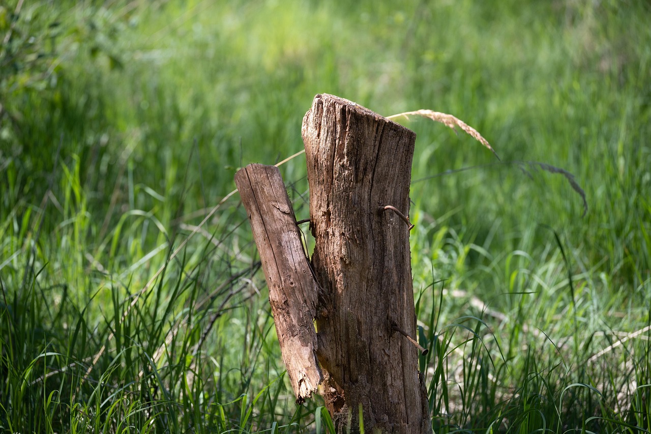 Tree stump in green grass — stump grinding service in Defiance, OH