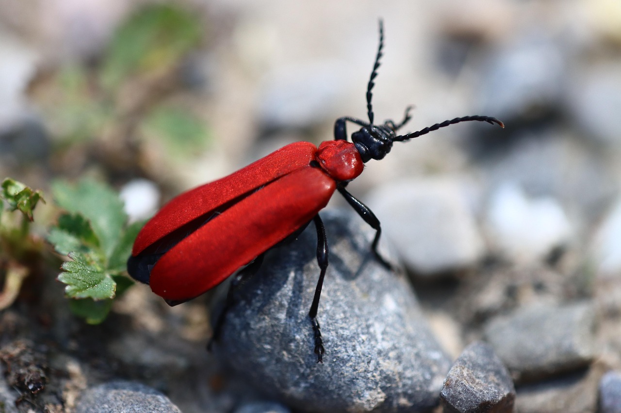 https://cdn.pixabay.com/photo/2022/05/15/17/26/beetle-7198611_1280.jpg